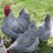 The Poultry Guy