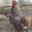 4H Poultry