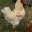 LehighCounty4H