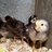 BeallsBirds3