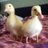 chickieduckmama