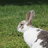 Rabbitlover1