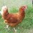 BonshawPoultry