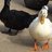 bbducks