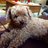 Poodlemamma3