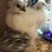 chickylovemomma