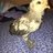 chicklover1718