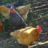 heartmychickens