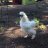Diva Chick Mom