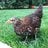 LessardFlock