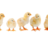Chicktalks