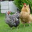 cutechickens4me