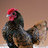 Chickenlady48