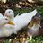 Luckyduck3