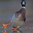 SliperyDuck