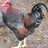 rooster reggie