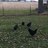 JandS Flock
