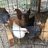 Chickmomma0324