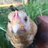 Lisa free bird