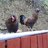 welshbird