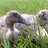 luckyducklings