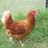 ChickenKABOOM