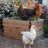Tuscola Clucks