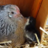 LoverOfBantams