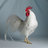 Chicken101Elena