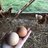 ATchickens