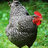 Hen-pecked
