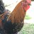 Mucho Chickens