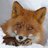 FoxfireDruid