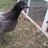 SStickChick