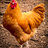 ChickenGuy512