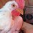 ChickenMomOh2