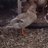 griffducksgeese