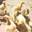 BirdCrazy11