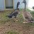 DuckyMama0309