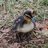 MallardMamma