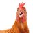 CrazyChiicken