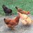 Sharon7Chicks