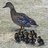 duckenmama6