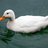 ducky1241