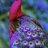 Gorgeous Feathers
