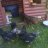 Harriet the hen
