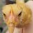 YogaChicken