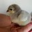 DigChickens