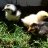 Chorkie & Chickens