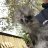 Barnyard_chickens